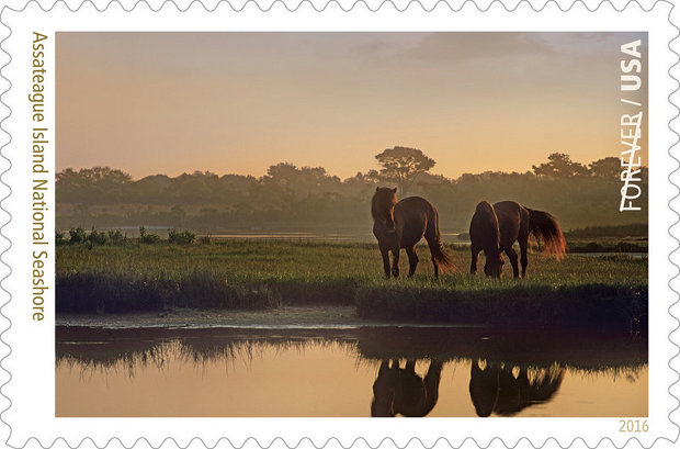 Assateague Ponies star in new Forever Postage Stamp!