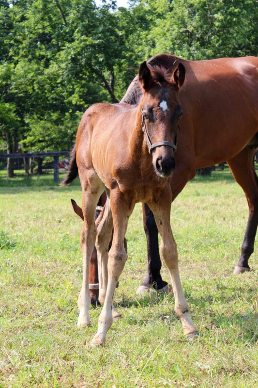 2016 Foal Frenzy - The Equiery