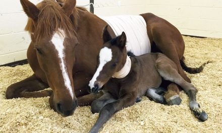 Critical Mare and Foal Care
