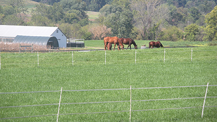 10 Steps to a Healthy Productive Horse Pasture