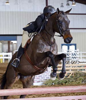 Hat City, a Maryland-bred by McKendree and out of White Foot Fannie, with owner Lauren Moran winning at this year's Thoroughbred Celebration Show in Virginia