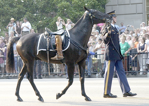 The retired harness horse Allaboard Jules, renamed Sgt. York, at the funeral procession for President Ronald Reagan