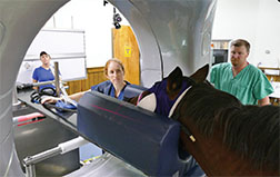 Tina McAlinn, LVT and Dr. James Brown position a horse for a head CT