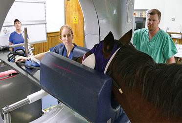 The Important Role of Equine Hospital Support Staff – Marion duPont Scott Equine Medical Center