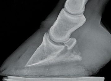 Farrier and Imaging Technology for a Positive Outcome for Laminitis – Marion duPont Scott Equine Medical Center