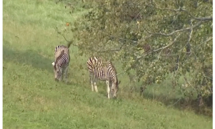 Zebras Finally Caught!