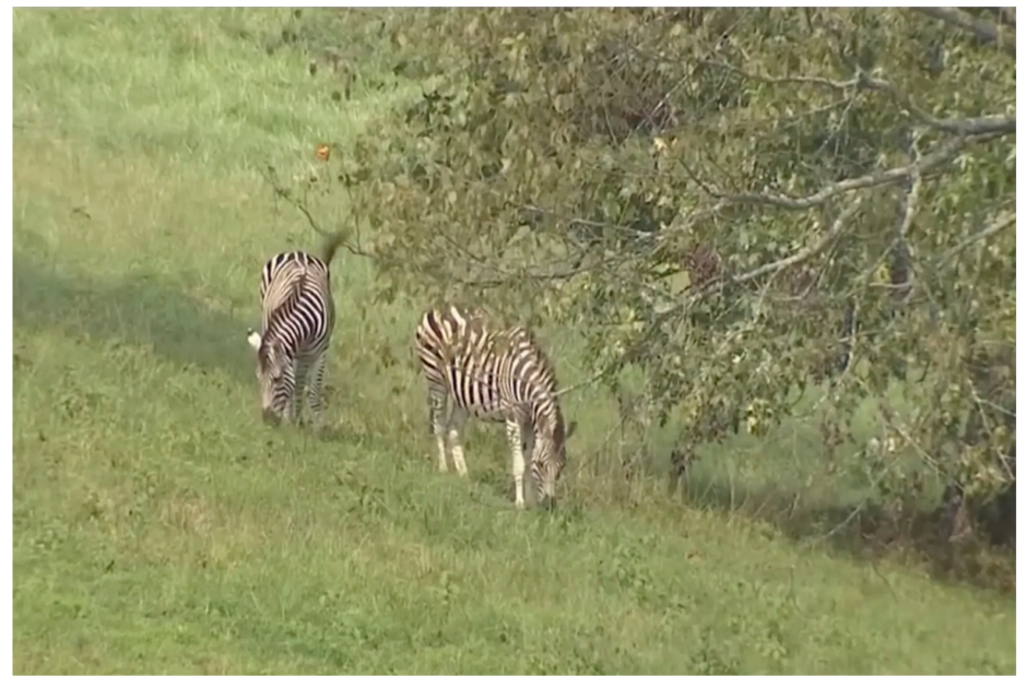 Zebras Finally Caught!