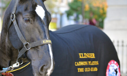 Army Caisson Horse Klinger Retires