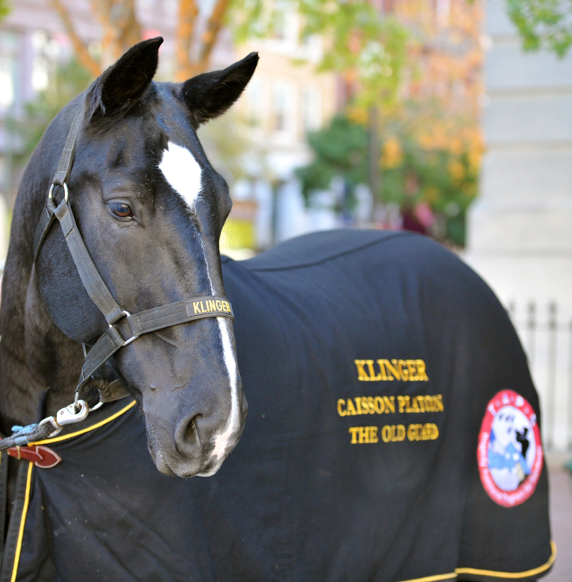 Army Caisson Horse Klinger Retires